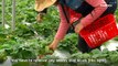 Neihu Strawberry Farmers Use Bug-Eating-Bugs To Stay Organic