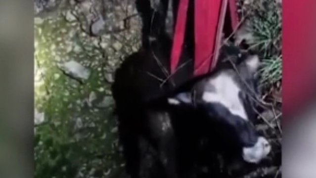15 metrelik kuyuya düşen ineği itfaiye ekipleri kurtardı