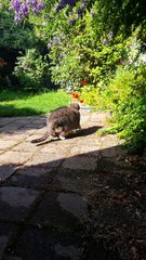 Cat In The Backyard Live Stream ASMR No Music Natural Sound (testing video)