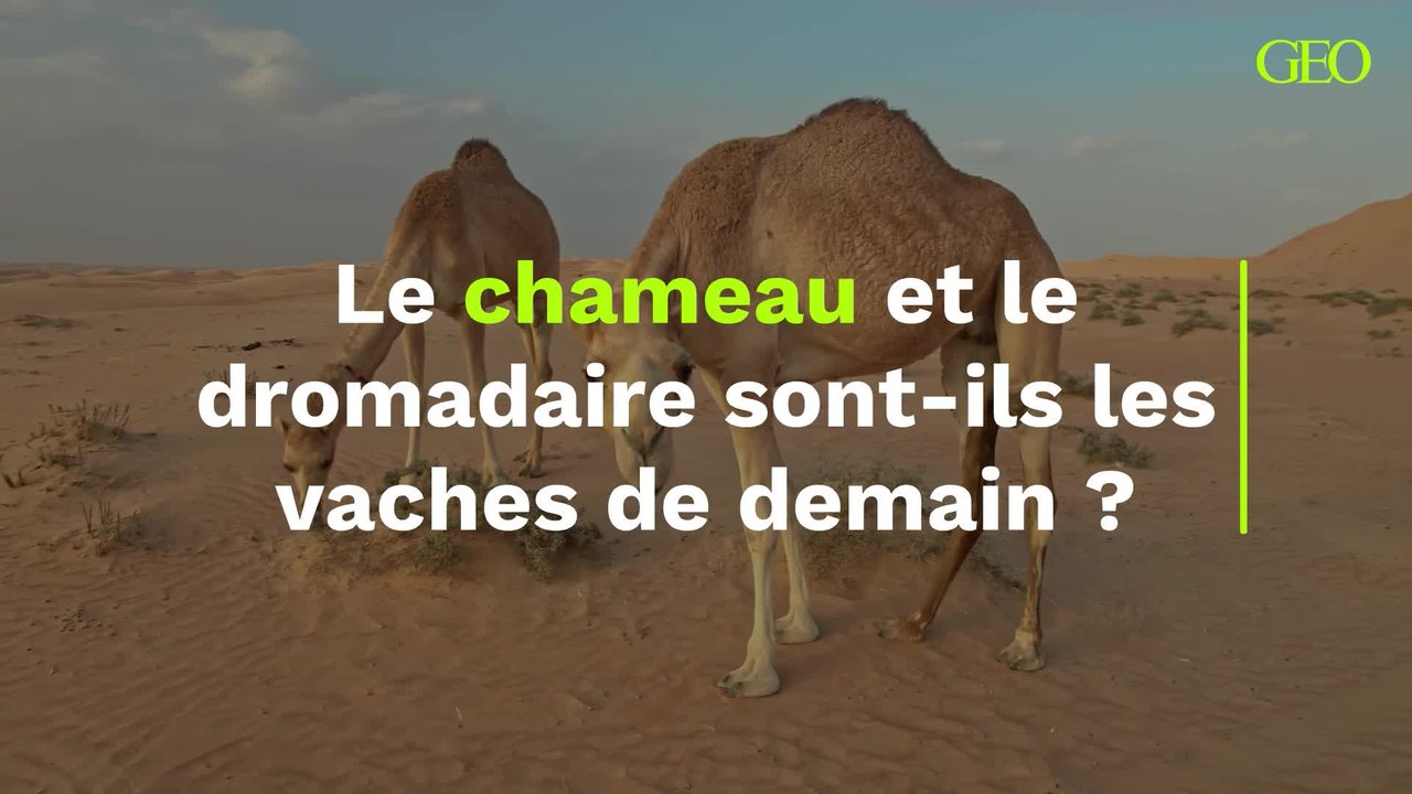Le chameau et le dromadaire sont-ils les vaches du futur ?