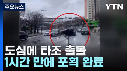 "타조가 도로를 달려요!"...도심 속 타조의 질주에 놀란 시민들 [앵커리포트] / YTN