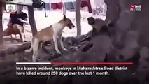 Maharashtra: Unos monos desbocados matan a 250 perros en una masacre por venganza