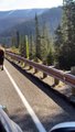 #OMG: Un bisonte gigante sale a pasear por una carretera de Yellowstone