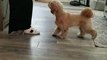 #CUTE: Perro se emociona al conocer al nuevo cachorro del hogar