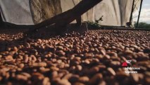 Imprese: l’aumento del prezzo del cacao non ferma la crescita di Icam Cioccolato