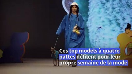 En Chine, des dog-models stars d'un défilé de mode
