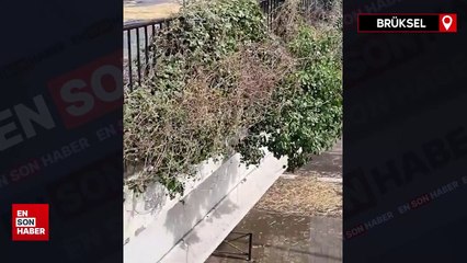 Çiftçiler, AB kurumları önünde gösteri düzenledi