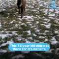 Un perro lleva a su dueño de la guardería a la universidad
