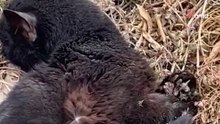 Un gatito aparece en Puerto Lumbreras: sus patitas revelan una terrible realidad