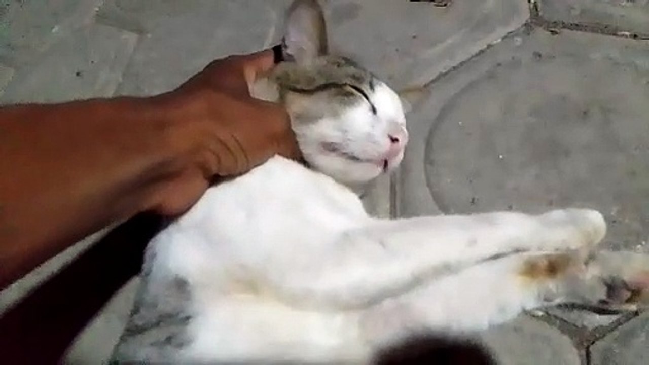 my cat's cuteness