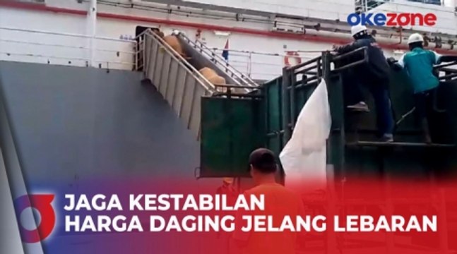 Ribuan Ekor Sapi Asal Australia Tiba di Pelabuhan Belawan