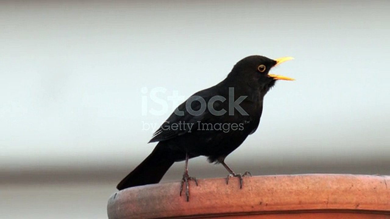 istockphoto-1217789095-640_adpp_is