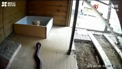 Uyuyan kedi, yılan saldırısını böyle püskürttü