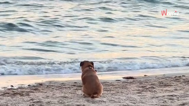 Elle surprend son chien en train d’admirer un coucher de soleil : 1M d’internautes sont subjugués