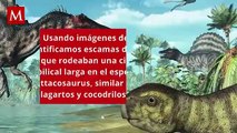 Encuentran evidencia fósil que demuestra cómo era el ombligo de los dinosaurios