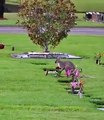 #OMG: Wallaby pillado comiendo flores del cementerio