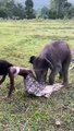 #CUTE: Un juguetón bebé elefante casi aplasta a una modelo