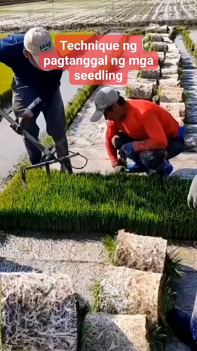 pag cut ng seedling