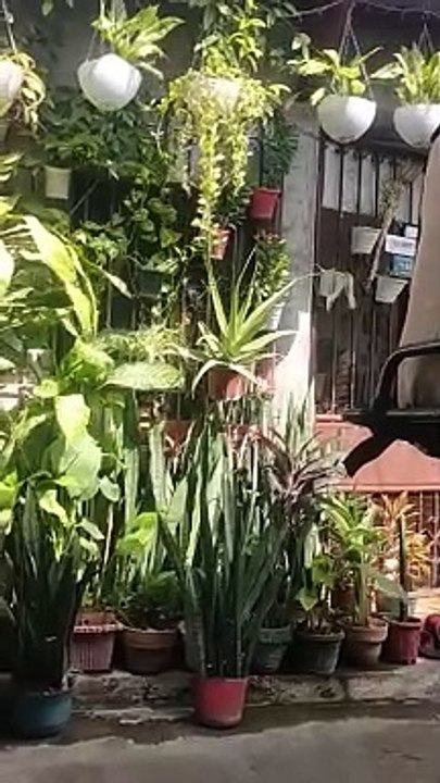 Plants Beauty