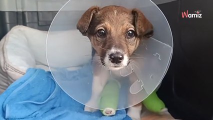 Estaba tirada en una zanja, sin dar señales de vida: 10 días después, Diunka sufrió una espectacular transformación (Vídeo)