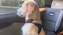 Cachorro golden retriever ve a su dueño al salir de la escuela: su reencuentro toca el corazón de 1,8 millones de internautas