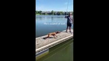 El perro grande se asusta irónicamente de los peces pequeños