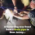 Rescatan a un perro de una tubería de desagüe en Nueva Jersey tras estar atrapado una semana
