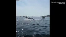 Ballena gris salta y cae sobre pequeña embarcacion