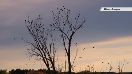 Seven sonic sounds of wonder: Sounds at risk of being lost due to the climate crisis