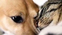 #CUTE: Un gato y un perro se acurrucan juntos