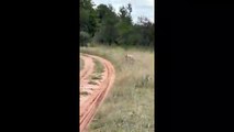 Un turista de safari filma unas extrañas imágenes de una hiena caminando a dos patas