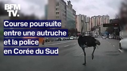 Corée du Sud: une autruche échappée d'un zoo cavale au milieu des voitures avant d'être attrapée