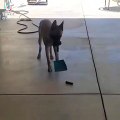 #VIRAL: Inteligente perrito aprende a limpiar sus desechos con un recogedor y una pala