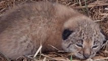 Encuentran tres cachorros de lince en un pajar de Toledo