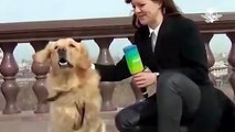 Perro “periodista” roba micrófono a reportera en plena transmisión en vivo