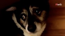 Azorek, il cane più triste del rifugio, non capisce perché è stato abbandonato