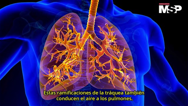 ¿Cuántos órganos tiene el cuerpo humano y cómo funcionan? - #ExclusivoMSP