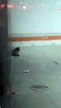 Gatito malherido atrapado en banco Citi Banamex en Tijuana AYUDAAA