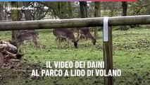 Il video dei daini al parco a Lido di Volano