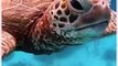 La tortuga marina engulle medusas