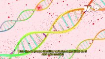 Viajando en el tiempo a través del ADN: ¿Cómo funcionan las pruebas de ascendencia genética? - #MSP