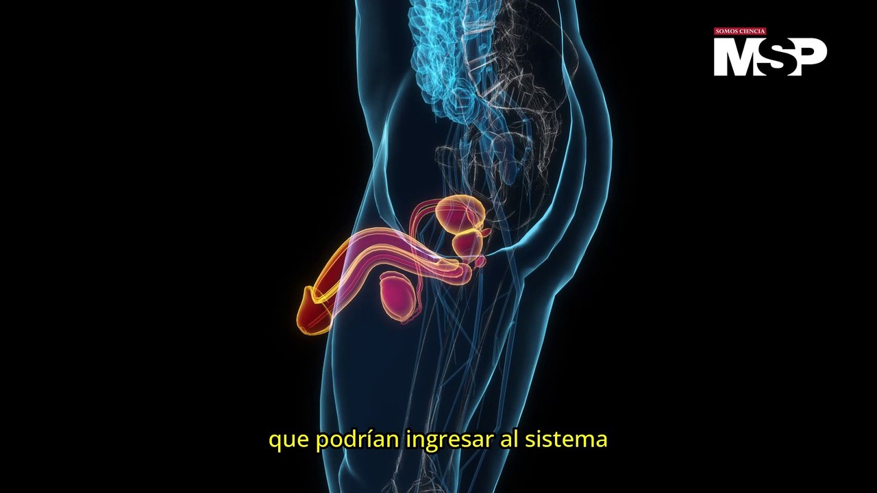 ¿Cómo funciona la próstata y cómo prevenir el cáncer de próstata? - #ExclusivoMSP