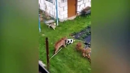 Puma atrapa a su amigo pero no permitió que se lo llevará