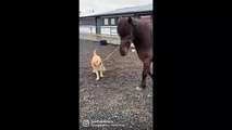 Un cachorro de labrador pasea precioso a un amigo caballo con correa