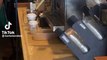 #VIRAL - ¡Un cucaramel macchiato! Usuario capta una cucaracha en establecimiento de Starbucks