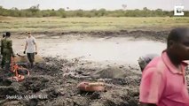 Dos elefantes que buscan agua son rescatados del barro