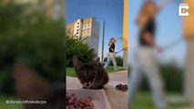 Gato hambriento hace Photo Bombs en video de Tiktok