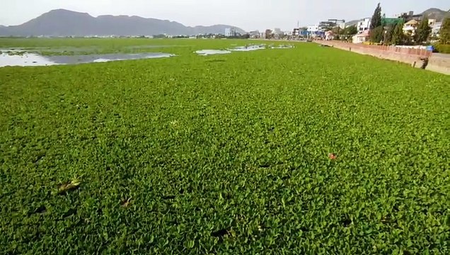 खत्म हो रहा आनासागर से जलकुंभी हटाने का ठेका, अब निगम को करनी होगी सफाई