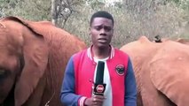 #VIRAL - Reportero es interrumpido por elefantes mientras daba reporte en vivo