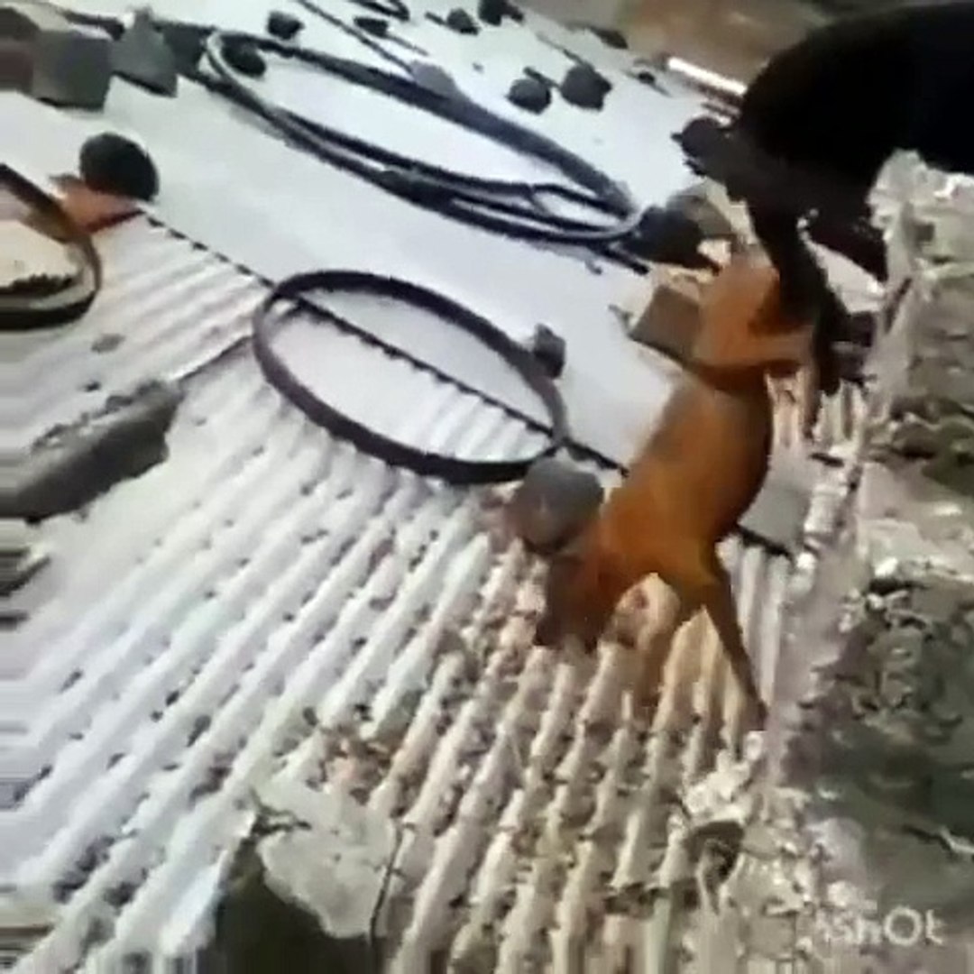 El perro helicóptero no existe ... El perro helicóptero
